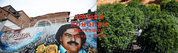прущие грибы Пестово