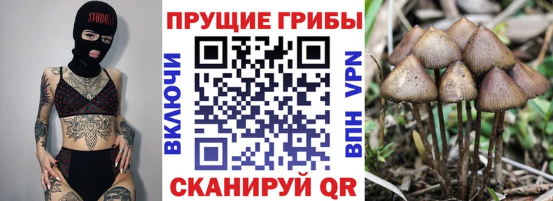 Псилоцибиновые грибы ЛСД  где купить   Красавино 